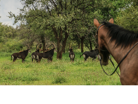 Ride Zimbabwe Matopos Safari 